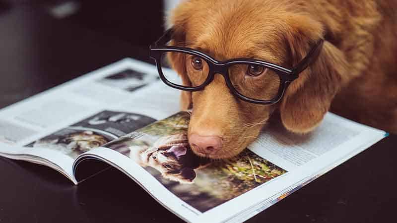brain training for dogs affiliate program - dog wearing glasses